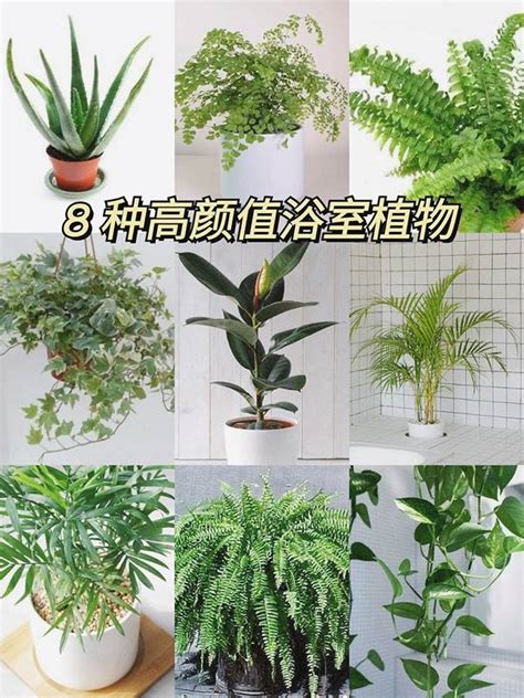 放廁所的植物|「浴室植物」推薦這6種！黃金葛可以吸收甲醛、化煞開運，吊。